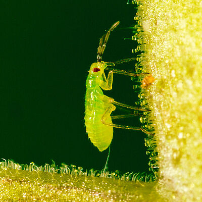 Ninfa de Nesidiocoris tenuis