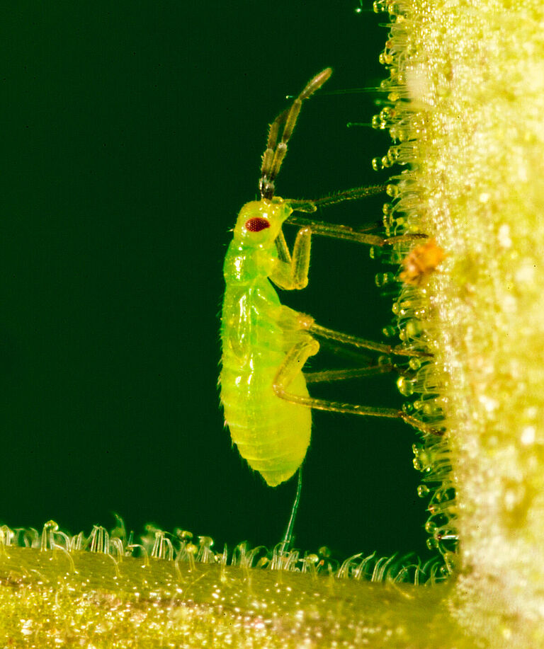 Ninfa de Nesidiocoris tenuis