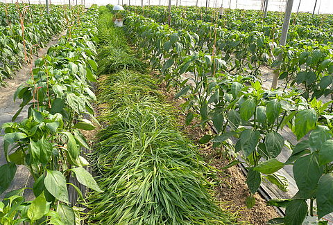 Koppert ayuda a crear el reservorio vegetal idóneo contra pulgón y trips
