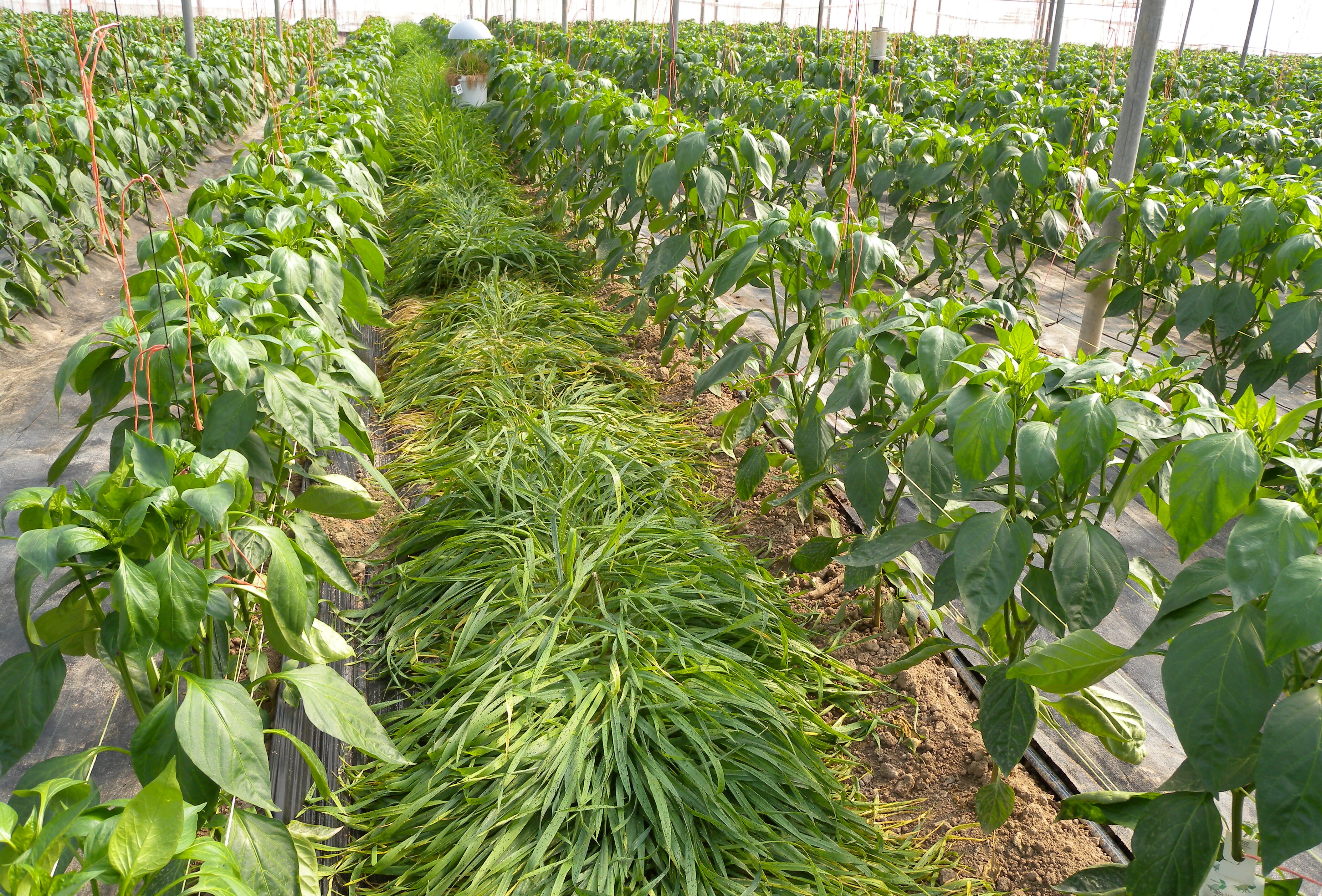 Koppert ayuda a crear el reservorio vegetal idóneo contra pulgón y trips