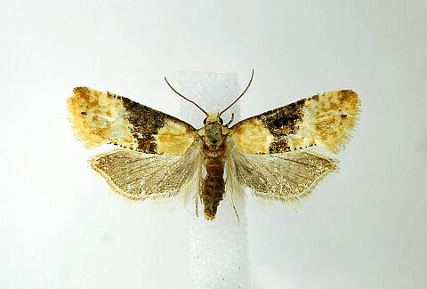 Polilla de la vid