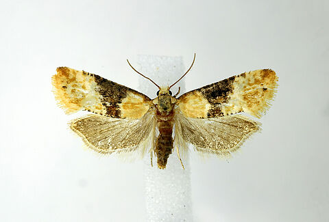Polilla de la vid