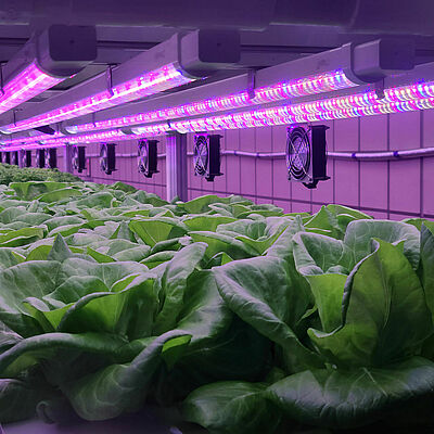Vegetables,Are,Growing,In,Indoor,Farm(vertical,Farm).,Plants,On,Vertical