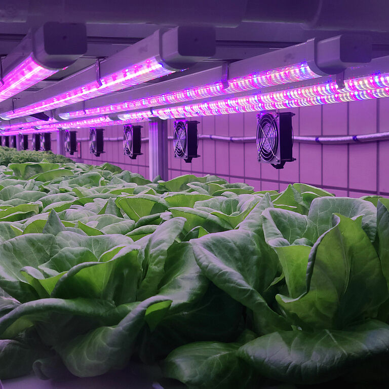 Vegetables,Are,Growing,In,Indoor,Farm(vertical,Farm).,Plants,On,Vertical