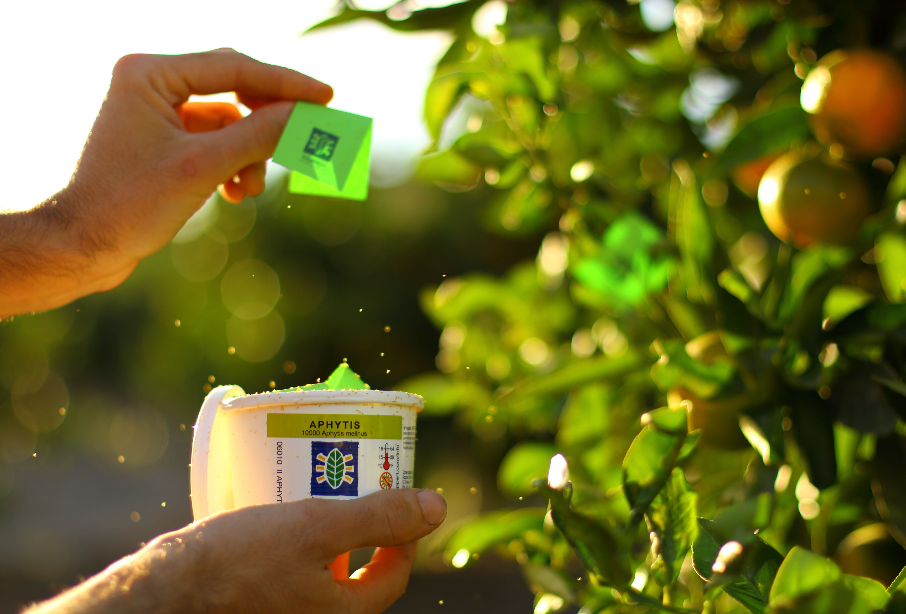 Koppert destaca la eficacia del control biológico en cítricos frente a las plagas resistentes a agroquímicos