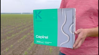 Control biológico de mosca de la cebolla en maíz