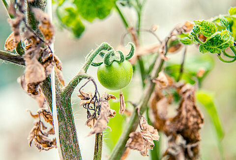 Virus del mosaico del pepino
