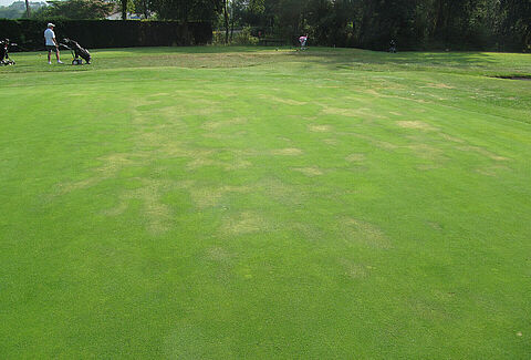 Pythium spp.