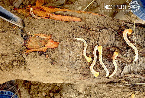 Koppert ofrece con Troyan® una solución biológica contra la plaga del gusano cabezudo del almendro