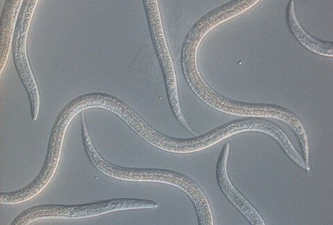 Steinernema feltiae