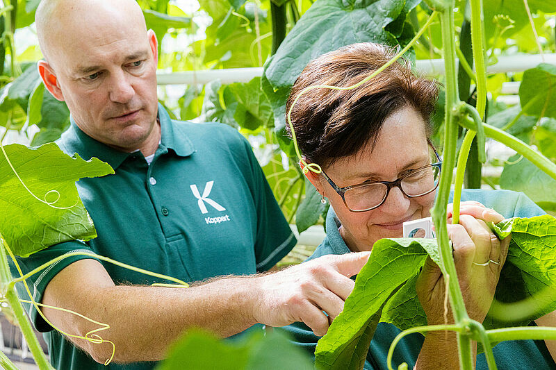 Asesores técnicos de Koppert observan una plaga en pepino