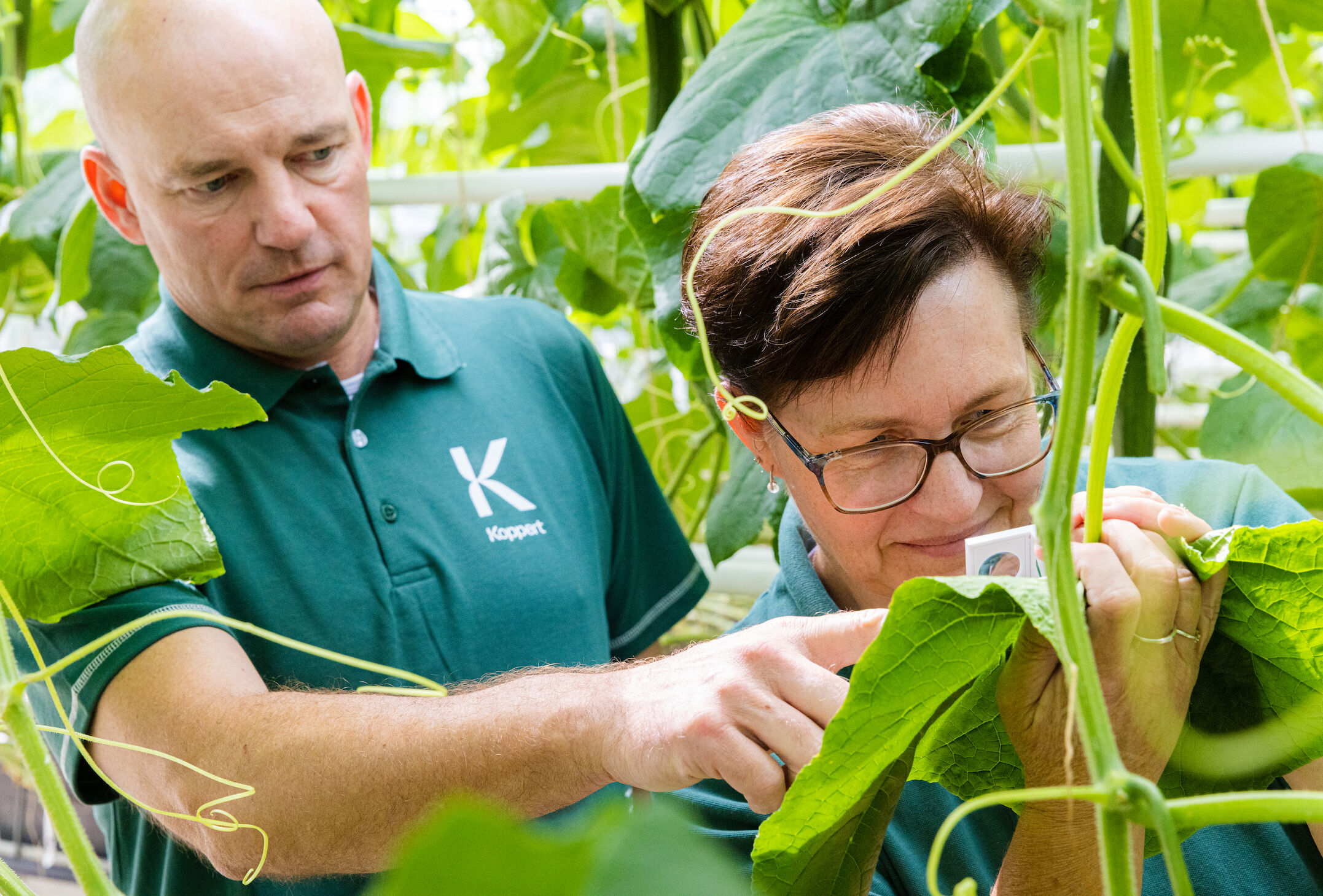 Gestión Integrada de Cultivos: clave para la sostenibilidad comercial
