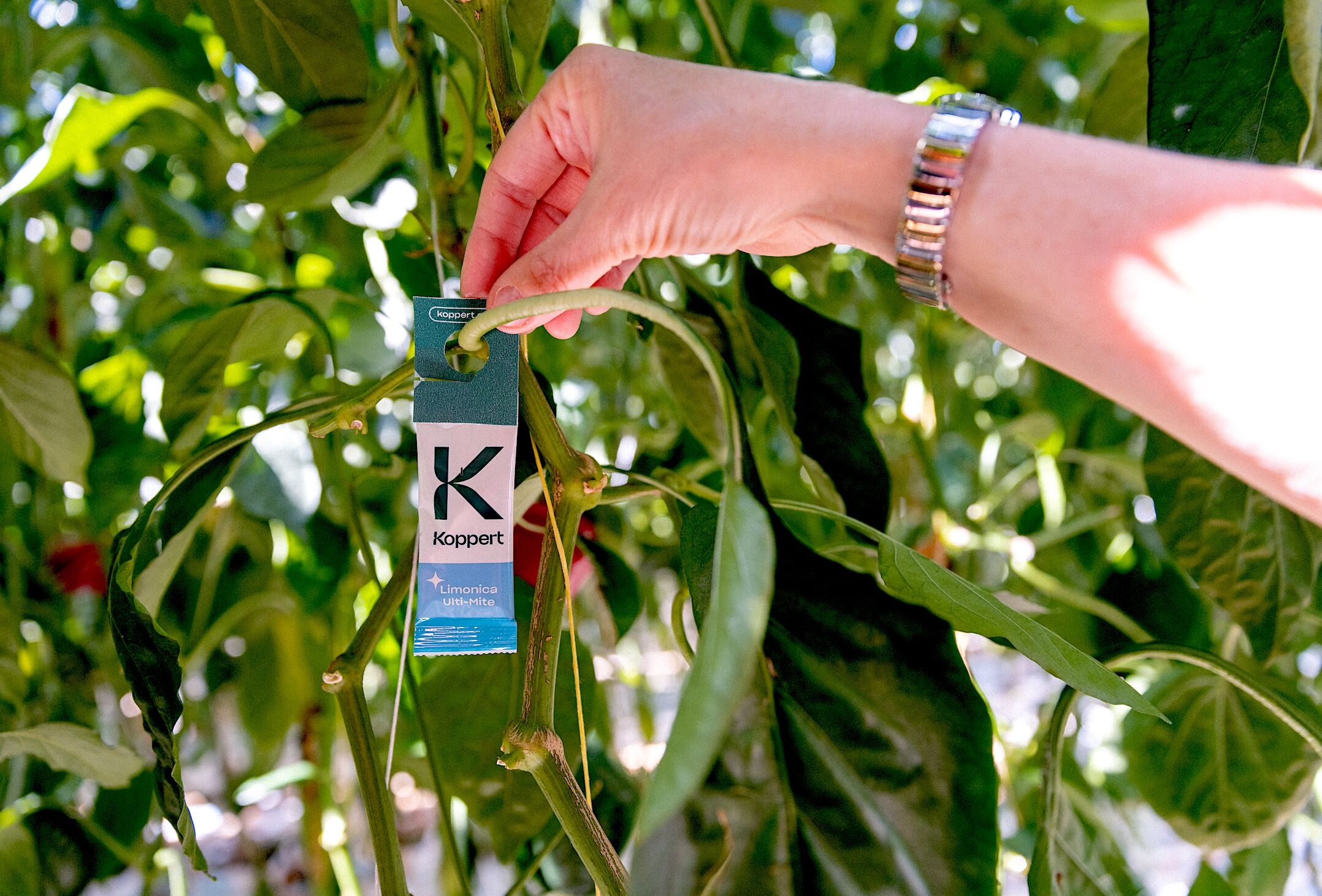 Koppert ofrece con Limonica Ulti-Mite® la protección más duradera frente a trips y mosca blanca