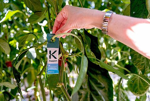 Koppert ofrece con Limonica Ulti-Mite® la protección más duradera frente a trips y mosca blanca