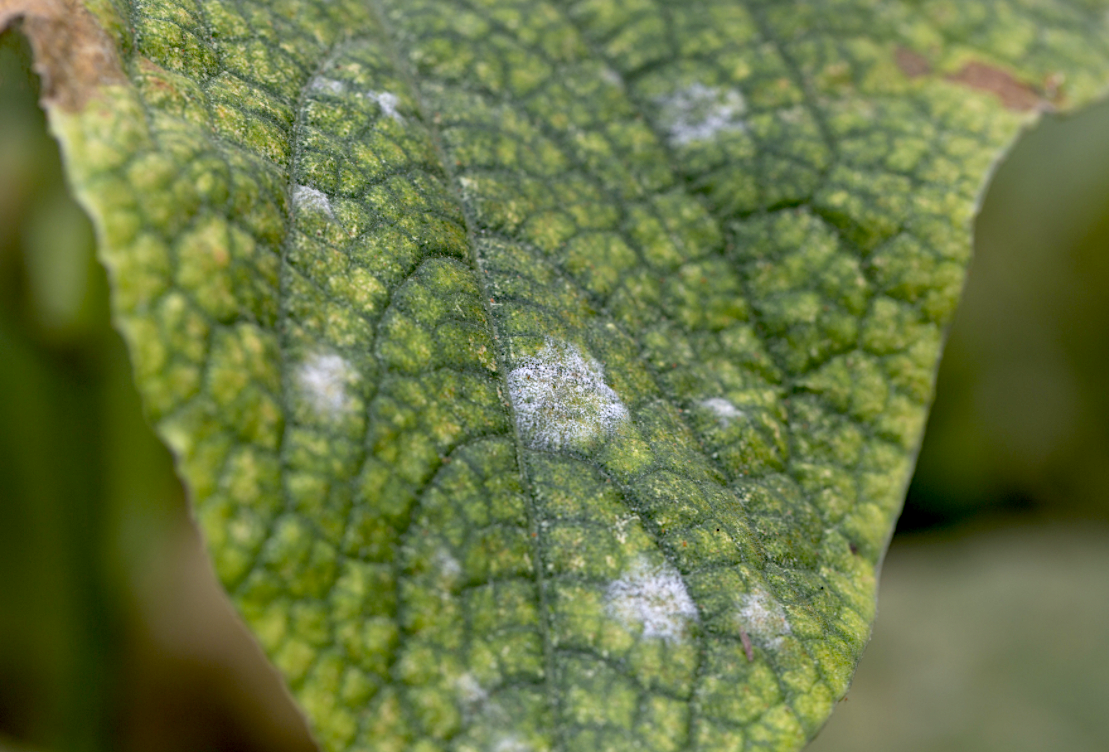 Biosulfur, el azufre líquido de origen biológico que es más soluble y eficaz