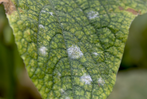 Biosulfur, el azufre líquido de origen biológico que es más soluble y eficaz