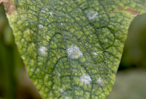 Biosulfur, el azufre líquido de origen biológico que es más soluble y eficaz