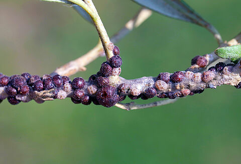 Cochinilla de la tizne