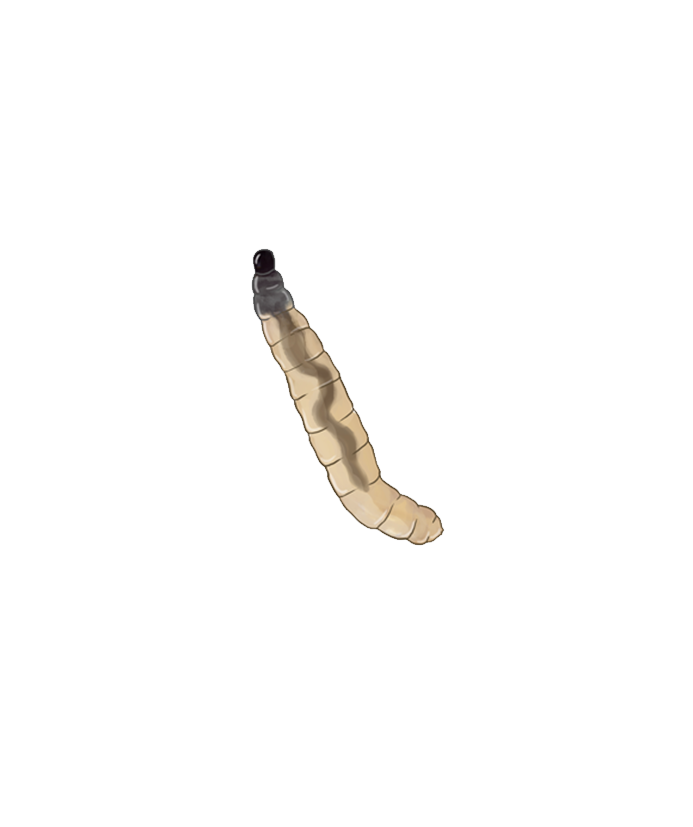 Bradysia paupera larva