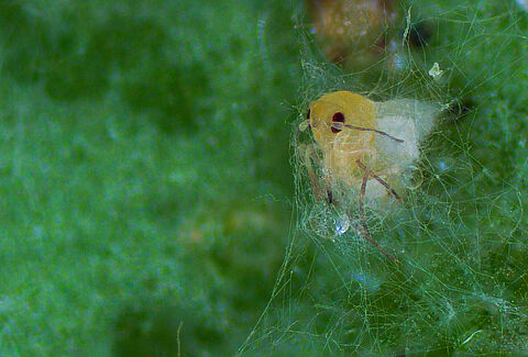 Mycotal, el bioinsecticida contra mosca blanca que sigue activo cuando llega el frío