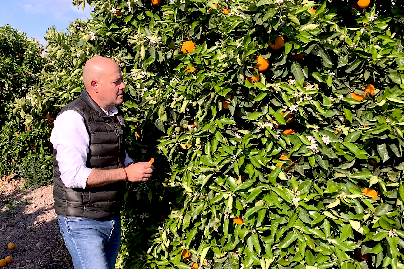 Juan Miguel Rodriguez, Citrus Manager de Koppert, examina una finca de naranjos en Murcia.