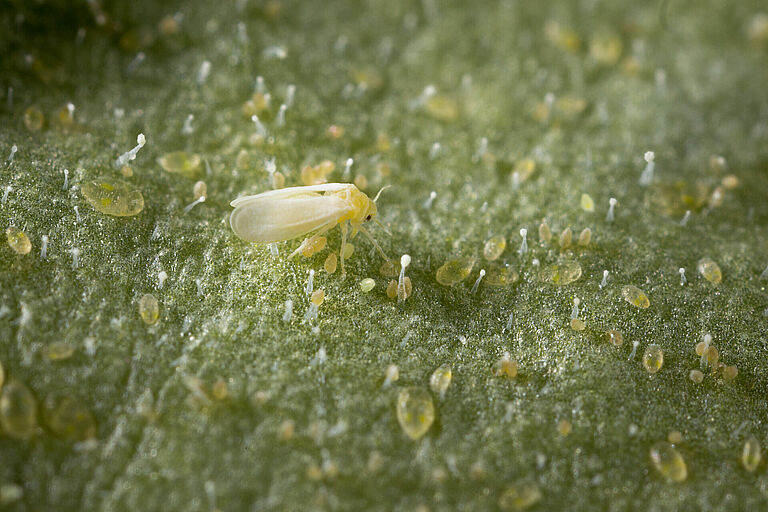 Tobacco whitelfy Bemisia tabaci infestation on leaf