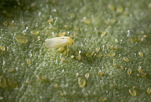 Mosca blanca