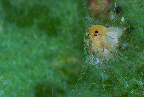 Mycotal®, el bioinsecticida más agresivo contra la mosca blanca