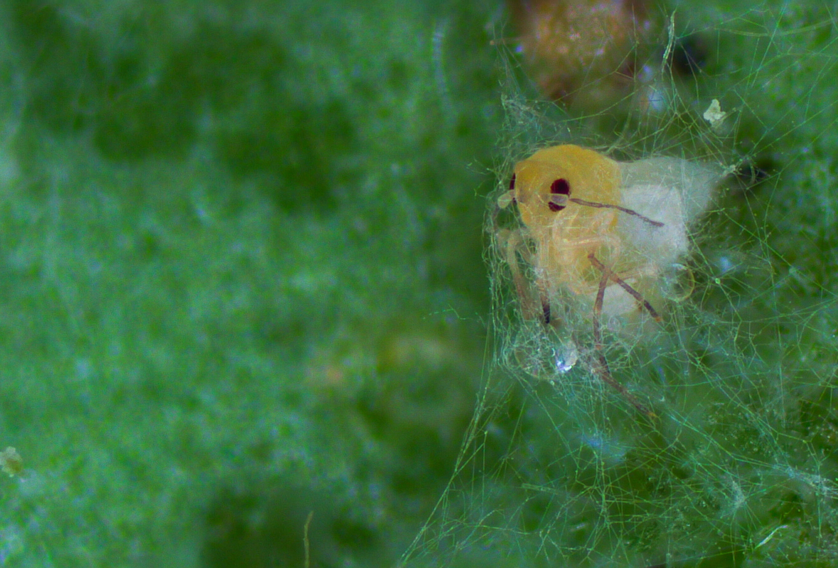 Mycotal®, el bioinsecticida más agresivo contra la mosca blanca