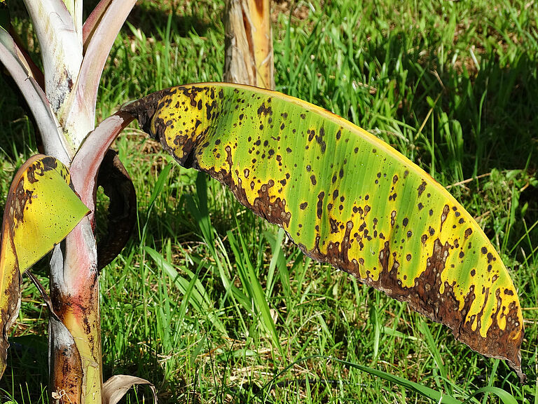 Banana plant damage caused by Black Sigatoka disease Mycosphaerella fijiensis