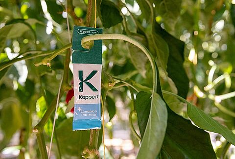 Estrategia para pimiento temprano: claves de Koppert para una campaña de éxito en Adra, Berja y Dalías