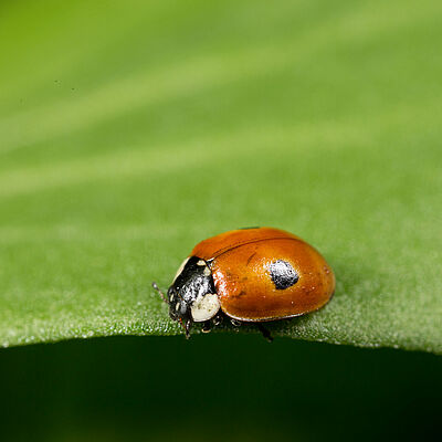 Adalia bipunctata estado adulto