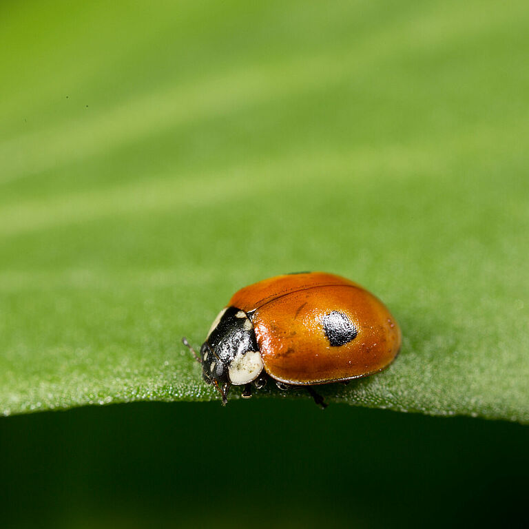 Adalia bipunctata estado adulto