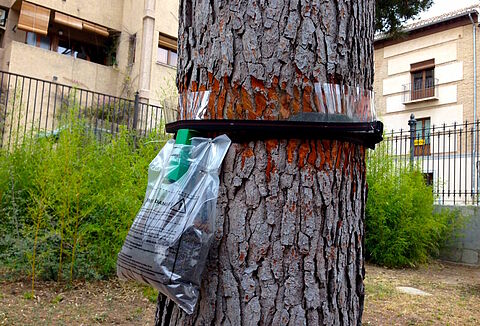 Koppert recomienda iniciar cuanto antes la colocación de trampas para el control biológico de la procesionaria