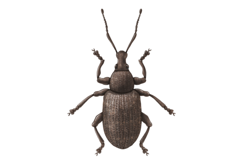 Coleópteros