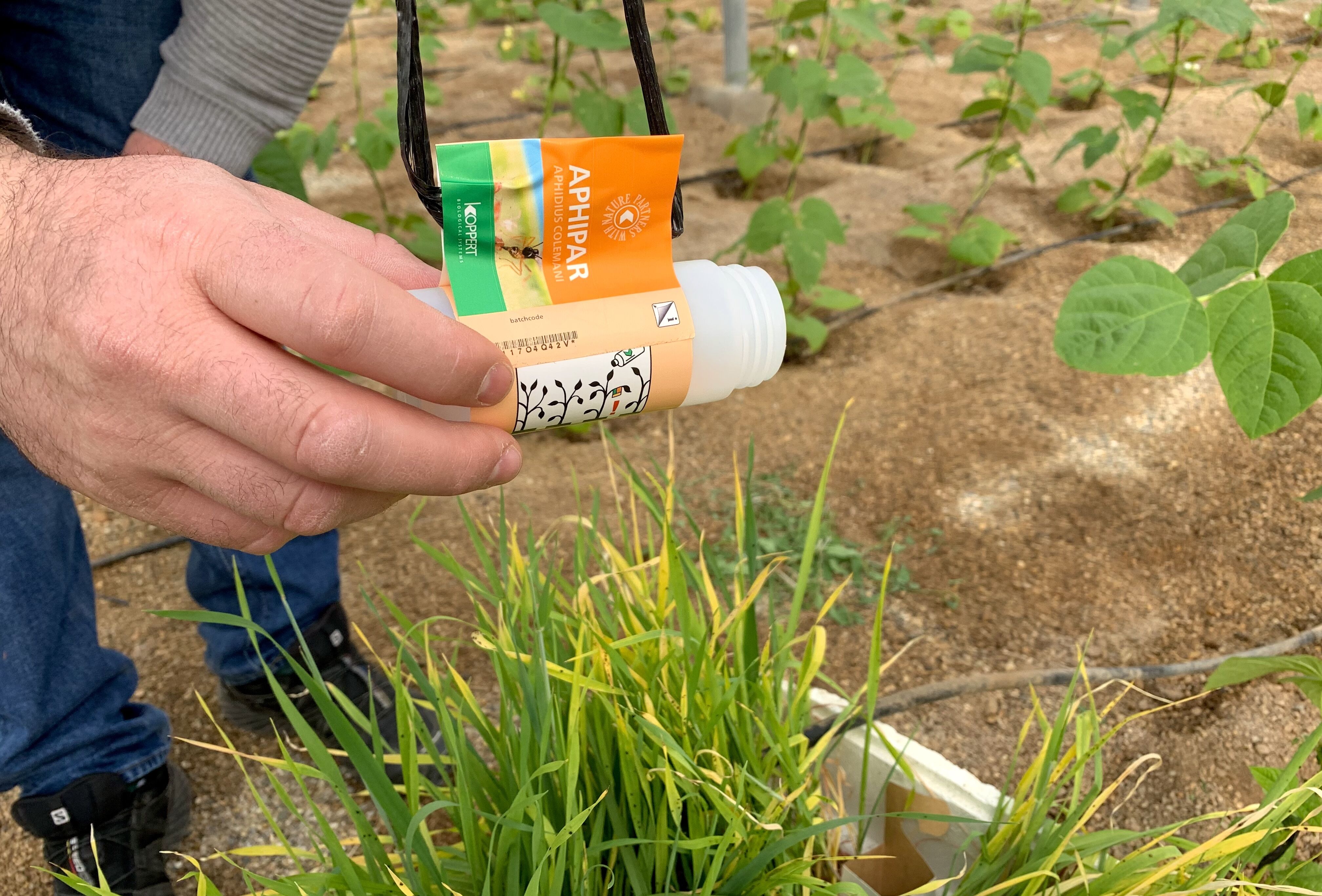 Koppert destaca que el control biológico es la alternativa más eficaz a los plaguicidas químicos