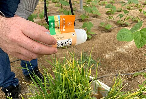 Koppert destaca que el control biológico es la alternativa más eficaz a los plaguicidas químicos