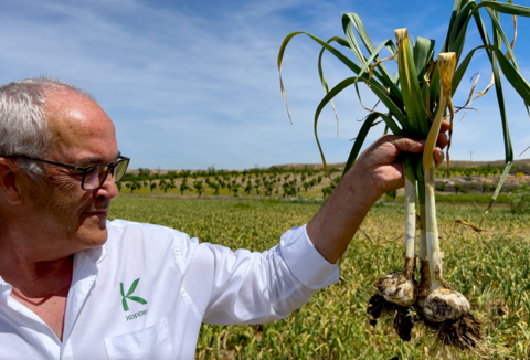 La combinación de insectos y nematodos beneficiosos controla las plagas y enfermedades en ajo, cebolla y puerro