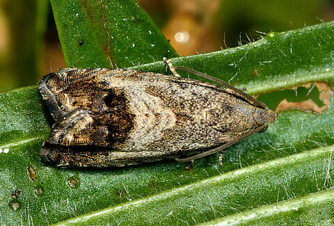 Carpocapsa de la castaña