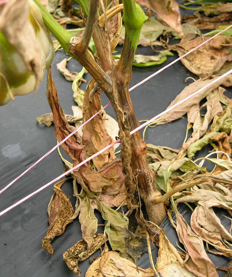 Pepper damage caused by Stem and fruit rot of Capsicum Phytophthora capsici