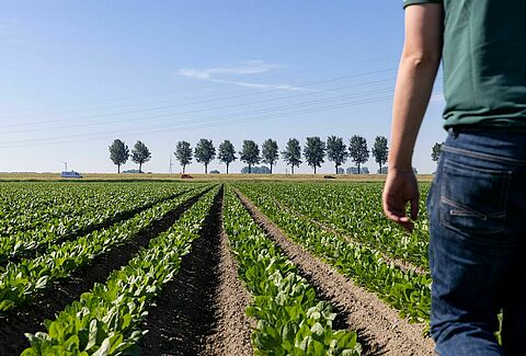 Productor Koen - Adopción de la protección biológica de cultivos en la agricultura
