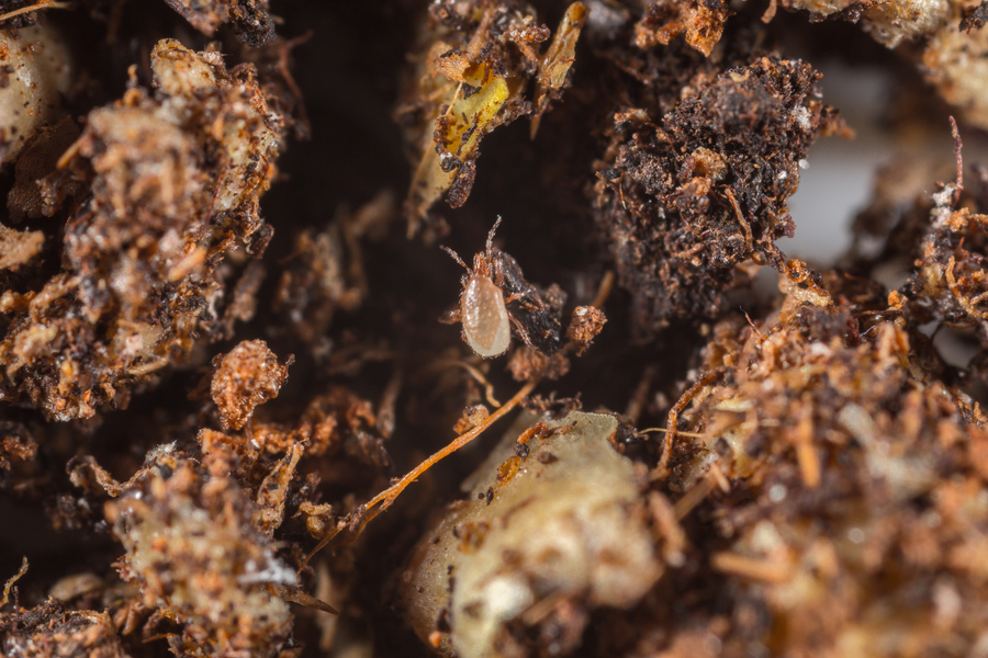 grow-shop-cogolandia-entomitem-10000-mosca-del-suelo-y-trips--koopert-1