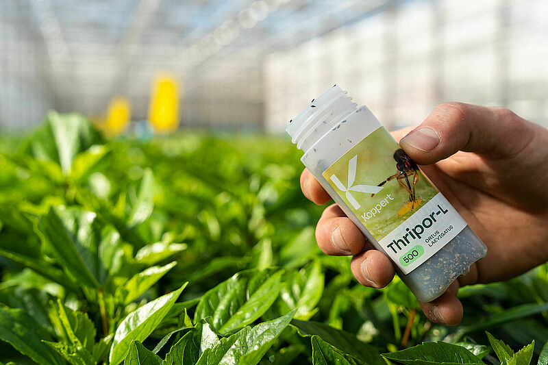 Sueltas de Thripor-L en un cultivo de pimiento de invernadero para el control biológico de Trips parvispinus