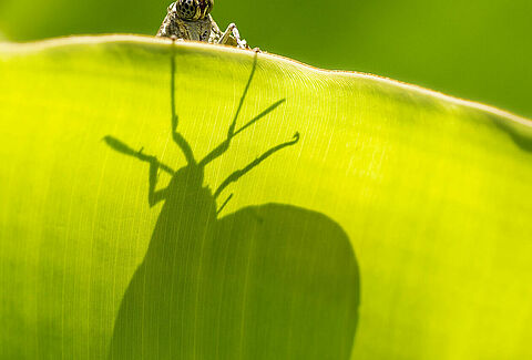 Oruga perforadora de las palmeras