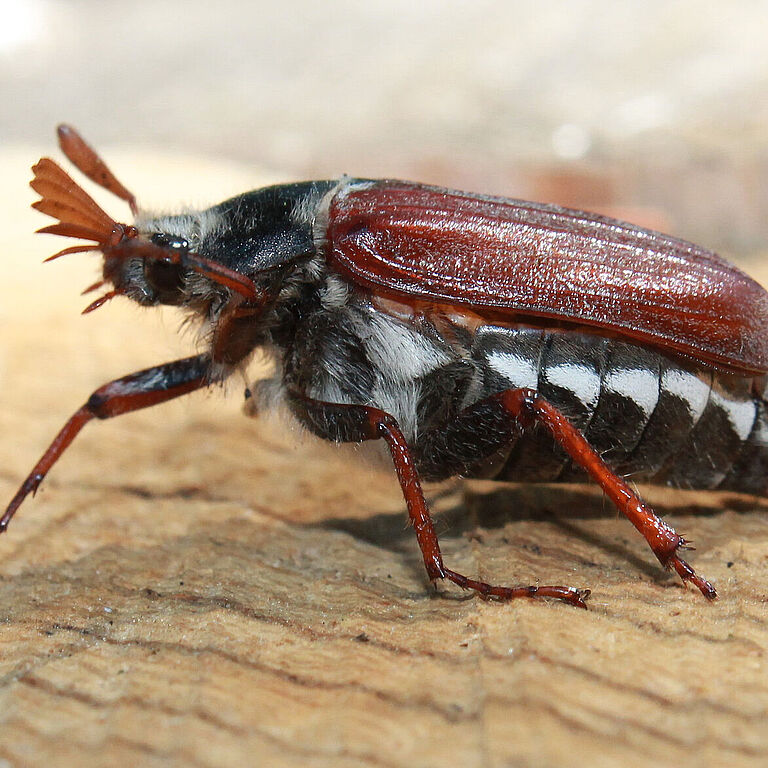 White grub cockchafer Melolontha melolontha Adult