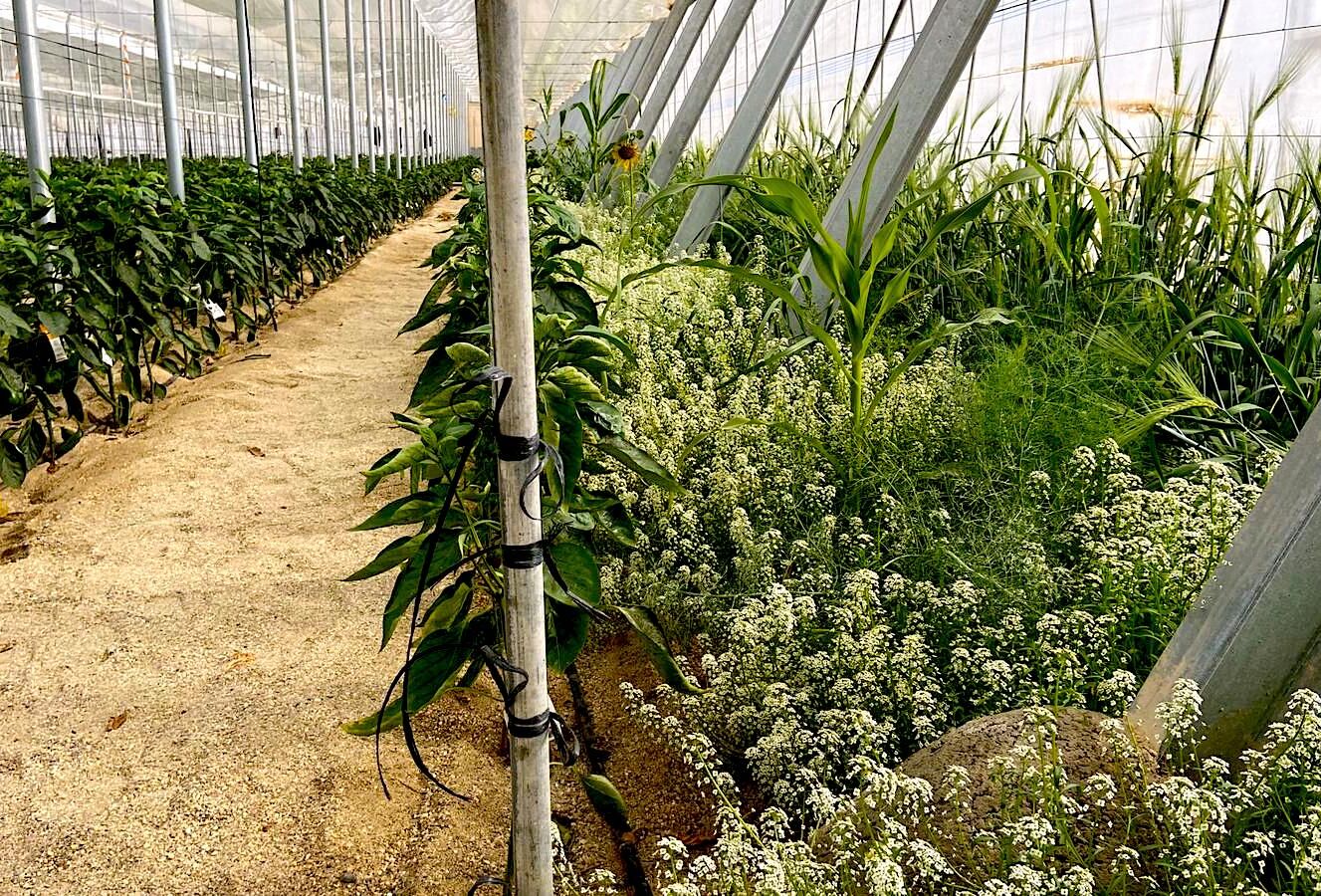 Recuperar la biodiversidad del suelo es imprescindible para garantizar la alimentación del futuro