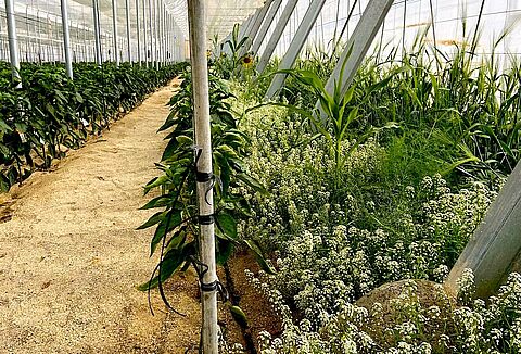 Recuperar la biodiversidad del suelo es imprescindible para garantizar la alimentación del futuro