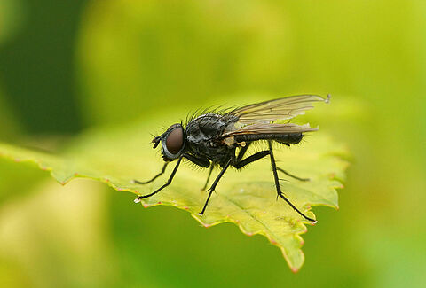 Mosca de la judía