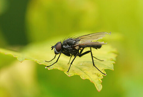 Mosca de la judía