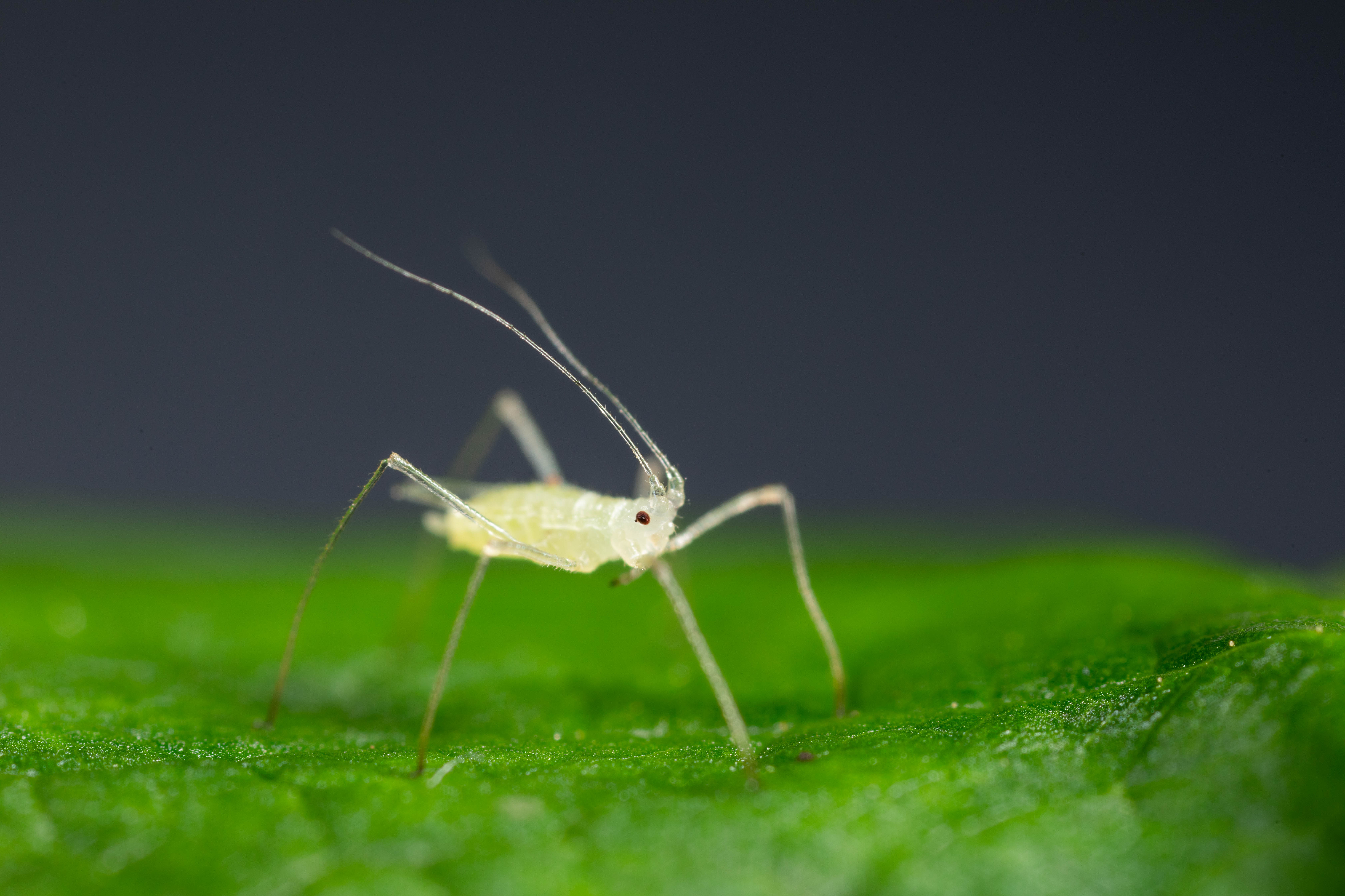 Pulgón grande de la frambuesa